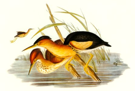 Minute Bittern (Ardetta pusilla) illustrated by Elizabeth Gould (1804–1841) for John Gould’s (1804-1881) Birds of Australia (1972 Edition, 8 volumes). Digitally enhanced from our own facsimile book (1972 Edition, 8 volumes).