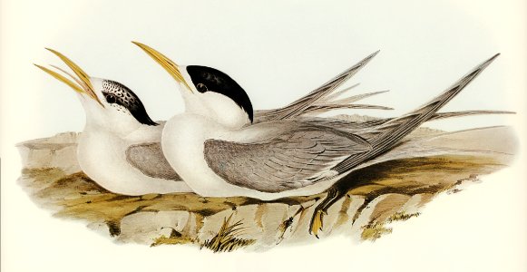 Bass's Straits' Tern (Thalasseus poliocercus) illustrated by Elizabeth Gould (1804–1841) for John Gould’s (1804-1881) Birds of Australia (1972 Edition, 8 volumes). Digitally enhanced from our own facsimile book (1972 Edition, 8 volumes).