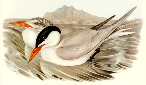 Powerful Tern (Sylochelidon strenuus) illustrated by Elizabeth Gould (1804–1841) for John Gould’s (1804-1881) Birds of Australia (1972 Edition, 8 volumes). Digitally enhanced from our own facsimile book (1972 Edition, 8 volumes).