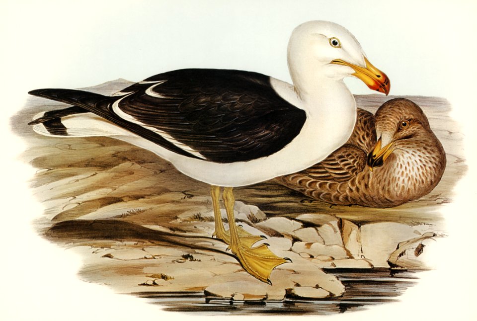 Pacific Gull (Larus Pacificus) illustrated by Elizabeth Gould (1804–1841) for John Gould’s (1804-1881) Birds of Australia (1972 Edition, 8 volumes). Digitally enhanced from our own facsimile book (1972 Edition, 8 volumes).