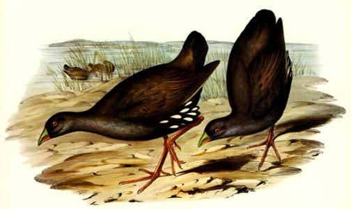 Black-tailed Tribonyx (Tribonyx ventralis) illustrated by Elizabeth Gould (1804–1841) for John Gould’s (1804-1881) Birds of Australia (1972 Edition, 8 volumes). Digitally enhanced from our own facsimile book (1972 Edition, 8 volumes).