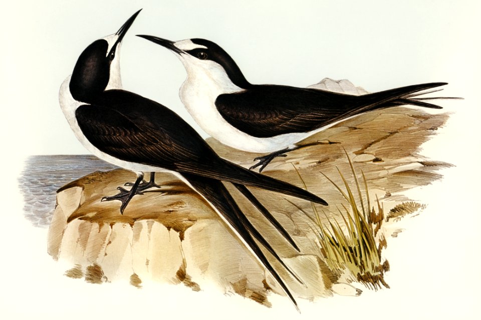 Sooty Tern (Onychoprion fuliginosus) illustrated by Elizabeth Gould (1804–1841) for John Gould’s (1804-1881) Birds of Australia (1972 Edition, 8 volumes). Digitally enhanced from our own facsimile book (1972 Edition, 8 volumes).