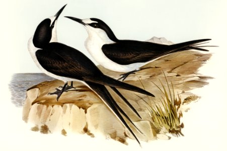 Sooty Tern (Onychoprion fuliginosus) illustrated by Elizabeth Gould (1804–1841) for John Gould’s (1804-1881) Birds of Australia (1972 Edition, 8 volumes). Digitally enhanced from our own facsimile book (1972 Edition, 8 volumes).