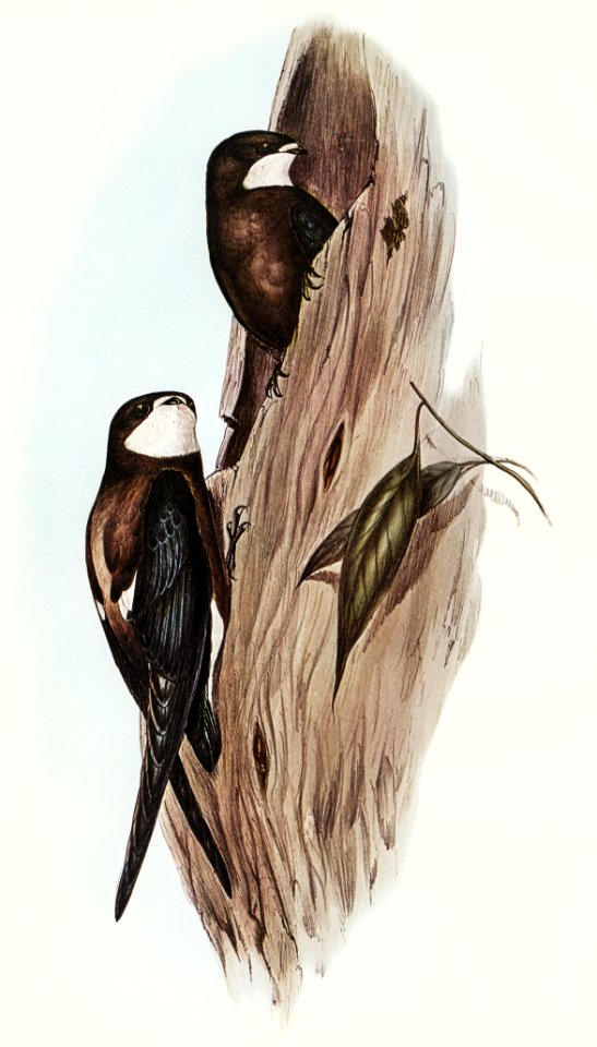Australian Spine-tailed Swallow( Acanthylis caudacuta) illustrated by Elizabeth Gould (1804–1841) for John Gould’s (1804-1881) Birds of Australia (1972 Edition, 8 volumes). Digitally enhanced from our own facsimile book (1972 Edition, 8 volumes).