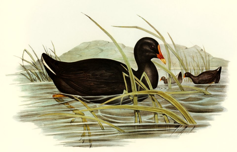 Dusky Moorhen (Gallinula tenebrosa) illustrated by Elizabeth Gould (1804–1841) for John Gould’s (1804-1881) Birds of Australia (1972 Edition, 8 volumes). Digitally enhanced from our own facsimile book (1972 Edition, 8 volumes).