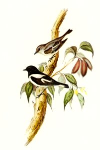 Pied Robin (Petroica bicolor, Swains) illustrated by Elizabeth Gould (1804–1841) for John Gould’s (1804-1881) Birds of Australia (1972 Edition, 8 volumes). Digitally enhanced from our own facsimile book (1972 Edition, 8 volumes).