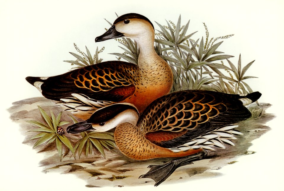 Whistling Duck (Dendrocygna arcuata) illustrated by Elizabeth Gould (1804–1841) for John Gould’s (1804-1881) Birds of Australia (1972 Edition, 8 volumes). Digitally enhanced from our own facsimile book (1972 Edition, 8 volumes).