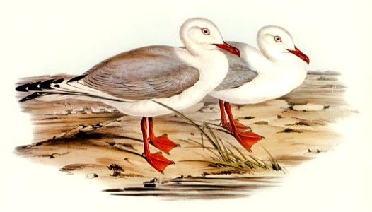 Jameson's Gull (Xema Jamesonii) illustrated by Elizabeth Gould (1804–1841) for John Gould’s (1804-1881) Birds of Australia (1972 Edition, 8 volumes). Digitally enhanced from our own facsimile book (1972 Edition, 8 volumes).