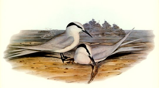 Black-naped Tern (Sterna melanauchen) illustrated by Elizabeth Gould (1804–1841) for John Gould’s (1804-1881) Birds of Australia (1972 Edition, 8 volumes). Digitally enhanced from our own facsimile book (1972 Edition, 8 volumes).