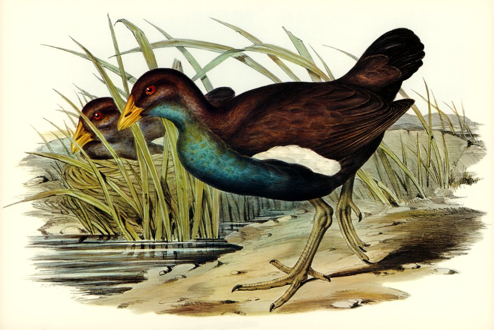 Tasmanian nativehen Mortier's Tribonyx (Tribonyx Mortieri) illustrated by Elizabeth Gould (1804–1841) for John Gould’s (1804-1881) Birds of Australia (1972 Edition, 8 volumes). Digitally enhanced from our own facsimile book (1972 Edition, 8 volumes).