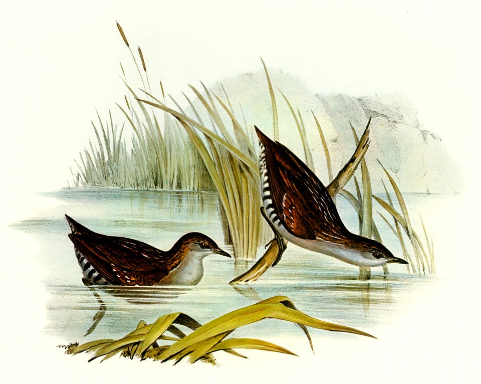 Water Crake (Porzana palustris) illustrated by Elizabeth Gould (1804–1841) for John Gould’s (1804-1881) Birds of Australia (1972 Edition, 8 volumes). Digitally enhanced from our own facsimile book (1972 Edition, 8 volumes).