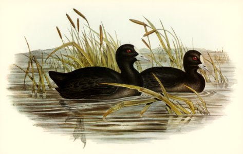 Australian Coot (Fulica Australis) illustrated by Elizabeth Gould (1804–1841) for John Gould’s (1804-1881) Birds of Australia (1972 Edition, 8 volumes). Digitally enhanced from our own facsimile book (1972 Edition, 8 volumes).