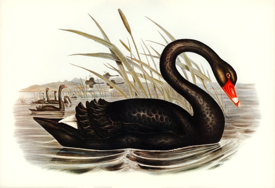 Black Swan (Cygnus atratus) illustrated by Elizabeth Gould (1804–1841) for John Gould’s (1804-1881) Birds of Australia (1972 Edition, 8 volumes). Digitally enhanced from our own facsimile book (1972 Edition, 8 volumes).