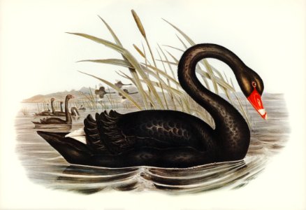 Black Swan (Cygnus atratus) illustrated by Elizabeth Gould (1804–1841) for John Gould’s (1804-1881) Birds of Australia (1972 Edition, 8 volumes). Digitally enhanced from our own facsimile book (1972 Edition, 8 volumes).