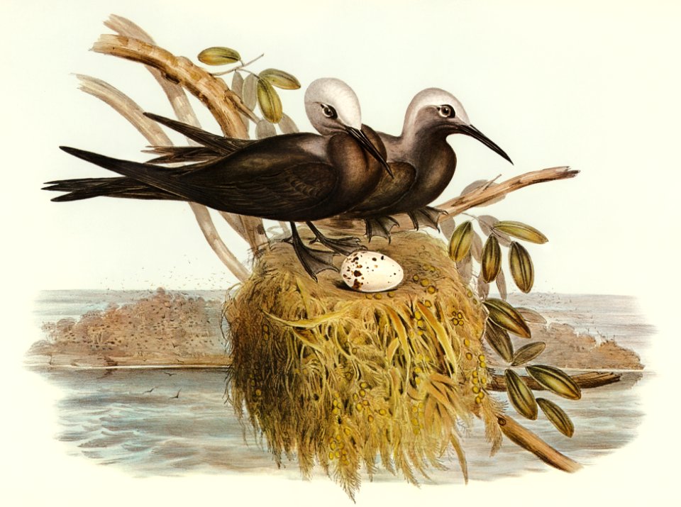 Lesser Noddy (Anous melanops) illustrated by Elizabeth Gould (1804–1841) for John Gould’s (1804-1881) Birds of Australia (1972 Edition, 8 volumes). Digitally enhanced from our own facsimile book (1972 Edition, 8 volumes).
