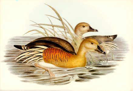Eyton's Duck (Leptotarsis Eytoni) illustrated by Elizabeth Gould (1804–1841) for John Gould’s (1804-1881) Birds of Australia (1972 Edition, 8 volumes). Digitally enhanced from our own facsimile book (1972 Edition, 8 volumes).
