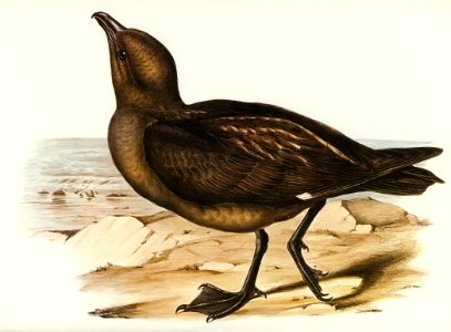 Skua Gull (Lestris Catarractes) illustrated by Elizabeth Gould (1804–1841) for John Gould’s (1804-1881) Birds of Australia (1972 Edition, 8 volumes). Digitally enhanced from our own facsimile book (1972 Edition, 8 volumes).