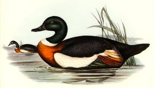 Chesnut-Coloured Shieldrake (Casarca Tadornoides) illustrated by Elizabeth Gould (1804–1841) for John Gould’s (1804-1881) Birds of Australia (1972 Edition, 8 volumes). Digitally enhanced from our own facsimile book (1972 Edition, 8 volumes).