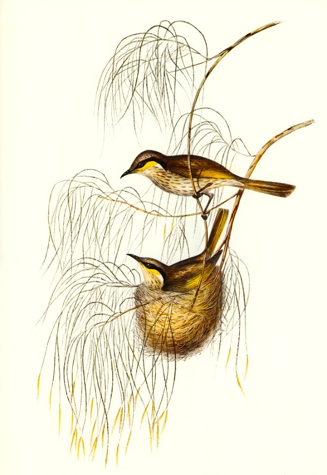 Singing Honey-eater (Ptilotis sonorus) illustrated by Elizabeth Gould (1804–1841) for John Gould’s (1804-1881) Birds of Australia (1972 Edition, 8 volumes). Digitally enhanced from our own facsimile book (1972 Edition, 8 volumes).