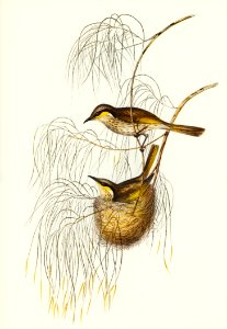 Singing Honey-eater (Ptilotis sonorus) illustrated by Elizabeth Gould (1804–1841) for John Gould’s (1804-1881) Birds of Australia (1972 Edition, 8 volumes). Digitally enhanced from our own facsimile book (1972 Edition, 8 volumes).