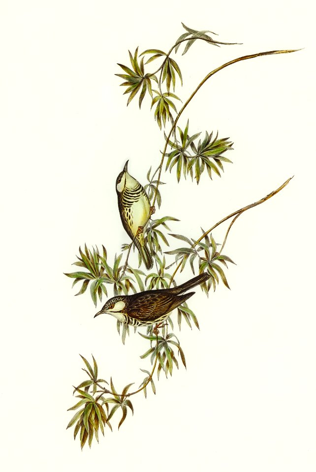 Fasciated Honey-eater (Glyciphila fasciata) illustrated by Elizabeth Gould (1804–1841) for John Gould’s (1804-1881) Birds of Australia (1972 Edition, 8 volumes). Digitally enhanced from our own facsimile book (1972 Edition, 8 volumes).