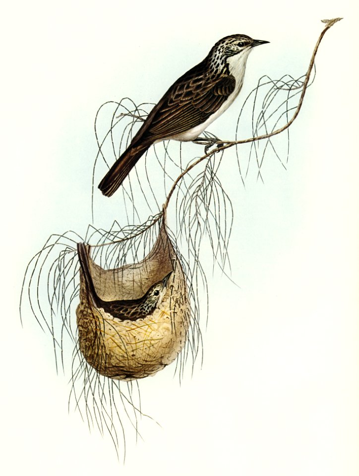 Lanceolate Honey-eater (Plectorhyncha lanceolata) illustrated by Elizabeth Gould (1804–1841) for John Gould’s (1804-1881) Birds of Australia (1972 Edition, 8 volumes). Digitally enhanced from our own facsimile book (1972 Edition, 8 volumes).