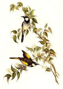 White-cheeked Honey-eater (Meliphaga sericea) illustrated by Elizabeth Gould (1804–1841) for John Gould’s (1804-1881) Birds of Australia (1972 Edition, 8 volumes). Digitally enhanced from our own facsimile book (1972 Edition, 8 volumes).