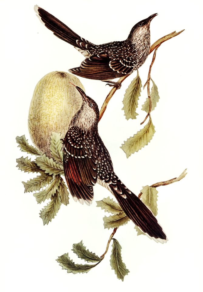 Brush Wattle Bird (Anthochaera mellivora) illustrated by Elizabeth Gould (1804–1841) for John Gould’s (1804-1881) Birds of Australia (1972 Edition, 8 volumes). Digitally enhanced from our own facsimile book (1972 Edition, 8 volumes).