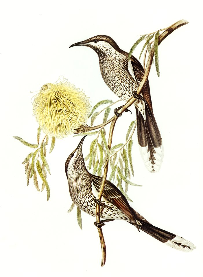 Lunulated Wattle Bird (Anthochaera lunulata) illustrated by Elizabeth Gould (1804–1841) for John Gould’s (1804-1881) Birds of Australia (1972 Edition, 8 volumes). Digitally enhanced from our own facsimile book (1972 Edition, 8 volumes).