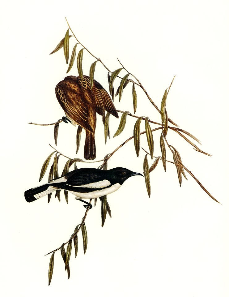 Pied Honey-eater (Melicophila picata) illustrated by Elizabeth Gould (1804–1841) for John Gould’s (1804-1881) Birds of Australia (1972 Edition, 8 volumes). Digitally enhanced from our own facsimile book (1972 Edition, 8 volumes).