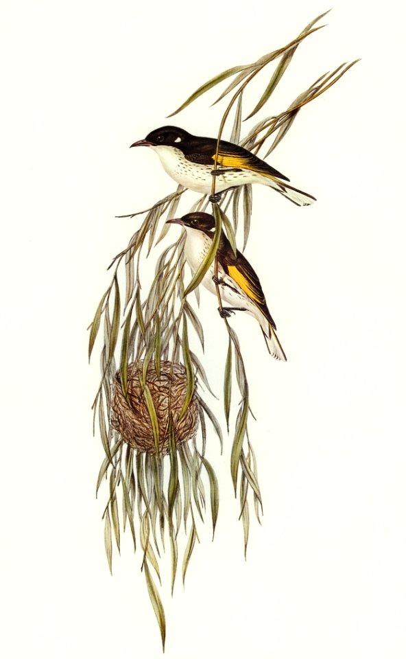 Painted Honey-eater (Entomophila picta) illustrated by Elizabeth Gould (1804–1841) for John Gould’s (1804-1881) Birds of Australia (1972 Edition, 8 volumes). Digitally enhanced from our own facsimile book (1972 Edition, 8 volumes).