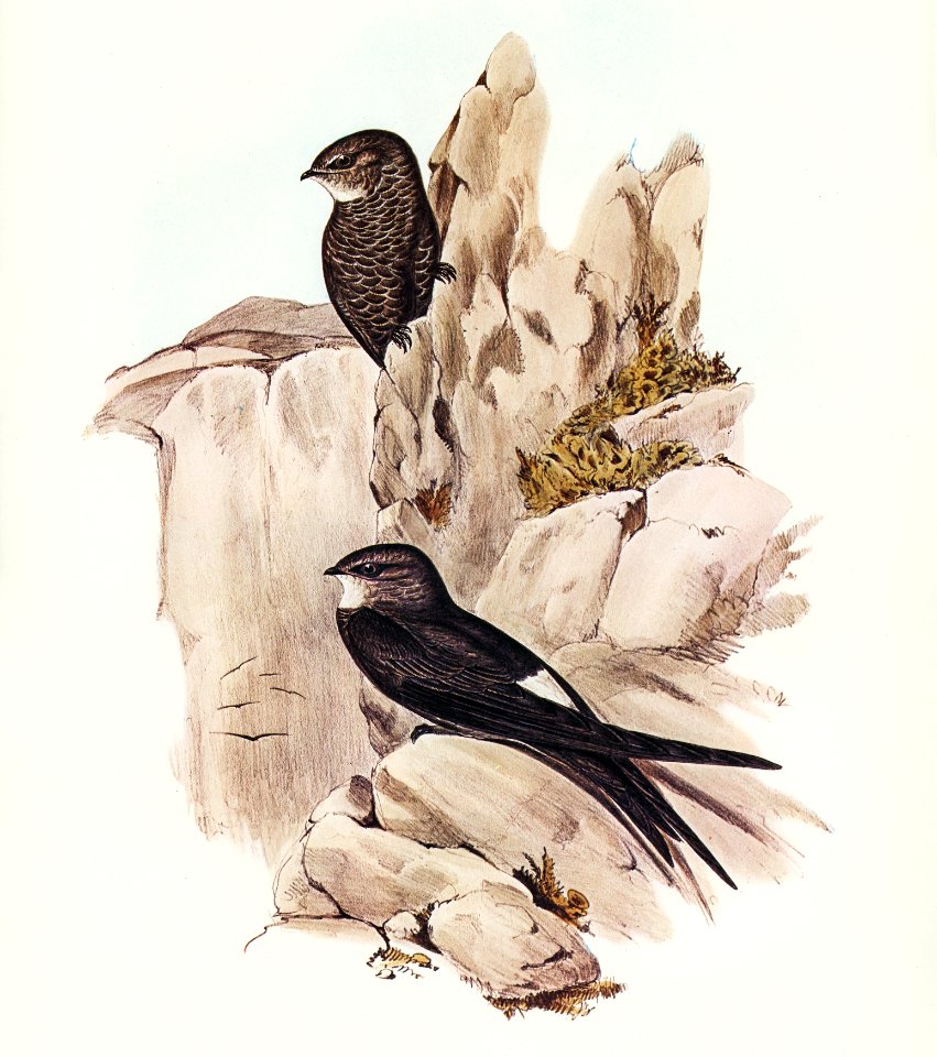 Australian Swift (Cypselus Australis) illustrated by Elizabeth Gould (1804–1841) for John Gould’s (1804-1881) Birds of Australia (1972 Edition, 8 volumes). Digitally enhanced from our own facsimile book (1972 Edition, 8 volumes).