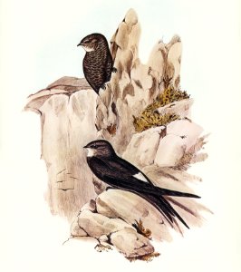 Australian Swift (Cypselus Australis) illustrated by Elizabeth Gould (1804–1841) for John Gould’s (1804-1881) Birds of Australia (1972 Edition, 8 volumes). Digitally enhanced from our own facsimile book (1972 Edition, 8 volumes).
