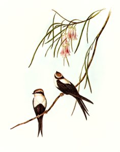 White-breasted Swallow (Atticora leucosternon) illustrated by Elizabeth Gould (1804–1841) for John Gould’s (1804-1881) Birds of Australia (1972 Edition, 8 volumes). Digitally enhanced from our own facsimile book (1972 Edition, 8 volumes).