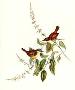 White-fronted Sericornis (Sericornis frontalis) illustrated by Elizabeth Gould (1804–1841) for John Gould’s (1804-1881) Birds of Australia (1972 Edition, 8 volumes). Digitally enhanced from our own facsimile book (1972 Edition, 8 volumes).