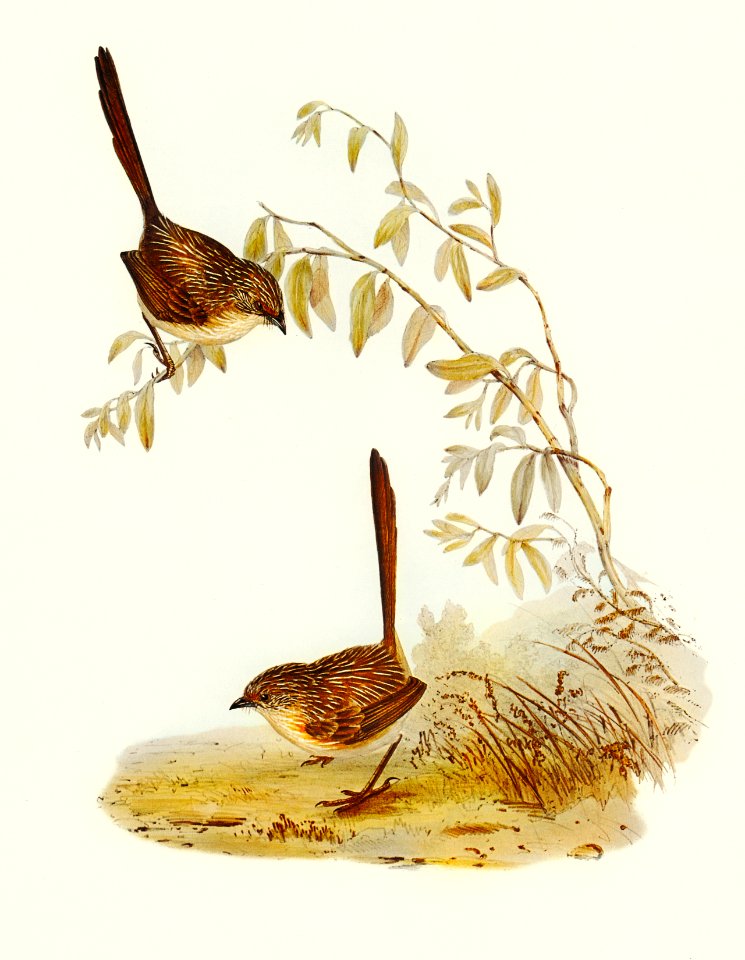 Textile Wren (mytis textilis) illustrated by Elizabeth Gould (1804–1841) for John Gould’s (1804-1881) Birds of Australia (1972 Edition, 8 volumes). Digitally enhanced from our own facsimile book (1972 Edition, 8 volumes).