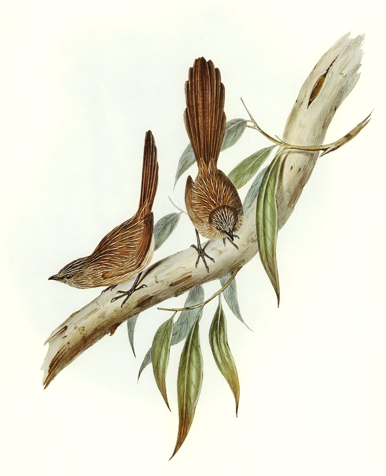 Large-tailed Wren (Amytis macrourus) illustrated by Elizabeth Gould (1804–1841) for John Gould’s (1804-1881) Birds of Australia (1972 Edition, 8 volumes). Digitally enhanced from our own facsimile book (1972 Edition, 8 volumes).