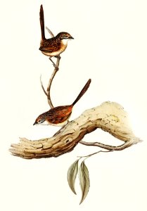 Striated Wren (Amytis striatus) illustrated by Elizabeth Gould (1804–1841) for John Gould’s (1804-1881) Birds of Australia (1972 Edition, 8 volumes). Digitally enhanced from our own facsimile book (1972 Edition, 8 volumes).