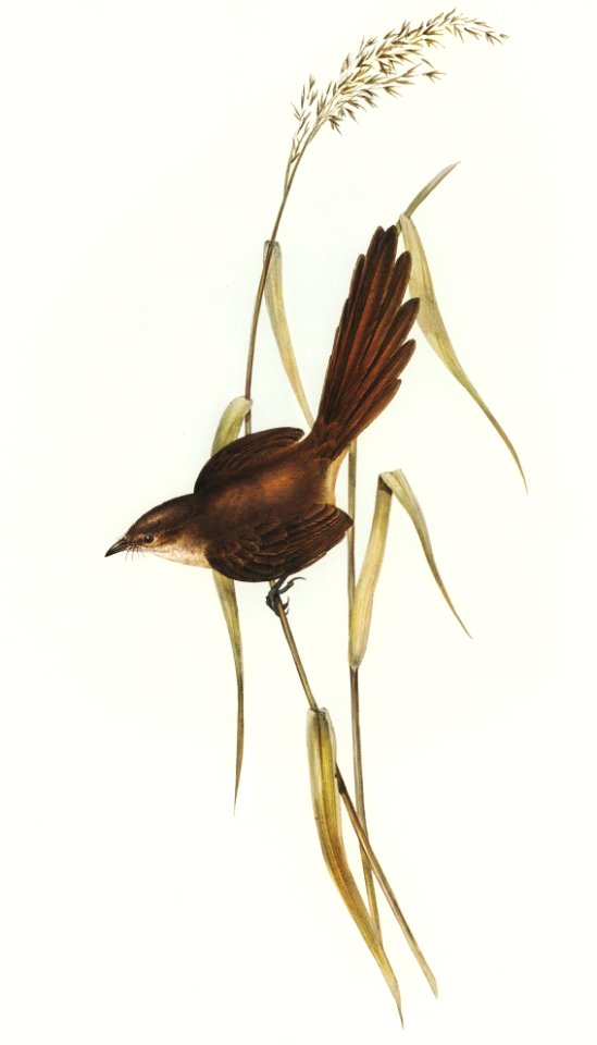 Bristle Bird (Dasyornis Australis) illustrated by Elizabeth Gould (1804–1841) for John Gould’s (1804-1881) Birds of Australia (1972 Edition, 8 volumes). Digitally enhanced from our own facsimile book (1972 Edition, 8 volumes).