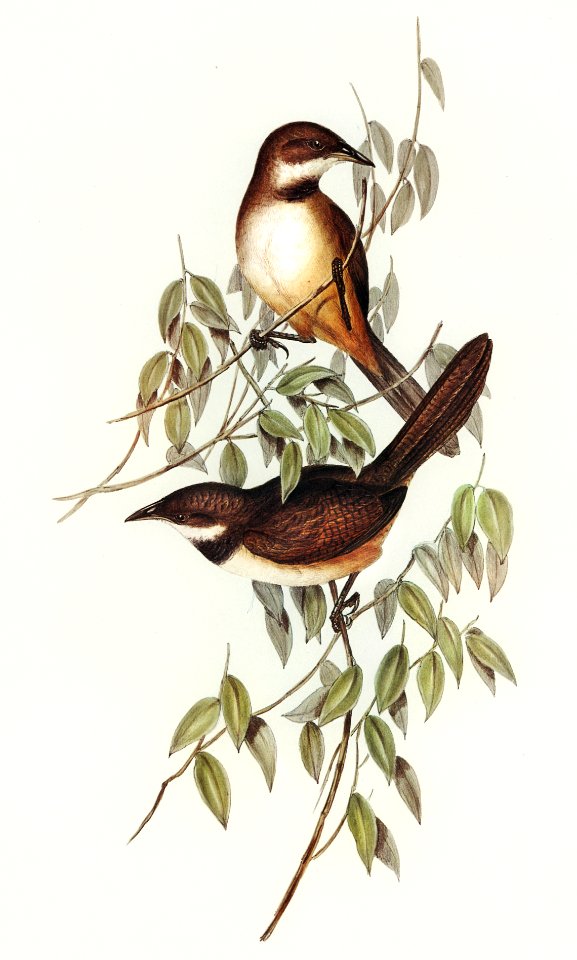 Noisy Brush-bird (Atrichia clamosa) illustrated by Elizabeth Gould (1804–1841) for John Gould’s (1804-1881) Birds of Australia (1972 Edition, 8 volumes). Digitally enhanced from our own facsimile book (1972 Edition, 8 volumes).
