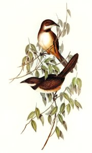 Noisy Brush-bird (Atrichia clamosa) illustrated by Elizabeth Gould (1804–1841) for John Gould’s (1804-1881) Birds of Australia (1972 Edition, 8 volumes). Digitally enhanced from our own facsimile book (1972 Edition, 8 volumes).. Free illustration for personal and commercial use.