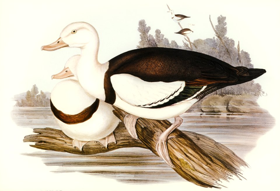 Radjah Shieldrake (Tadorna Radjah) illustrated by Elizabeth Gould (1804–1841) for John Gould’s (1804-1881) Birds of Australia (1972 Edition, 8 volumes). Digitally enhanced from our own facsimile book (1972 Edition, 8 volumes).