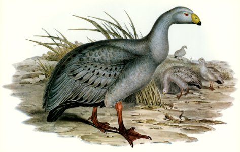 Cereopsis Goose (Cereopsis Novae-Hollandiae) illustrated by Elizabeth Gould (1804–1841) for John Gould’s (1804-1881) Birds of Australia (1972 Edition, 8 volumes). Digitally enhanced from our own facsimile book (1972 Edition, 8 volumes).