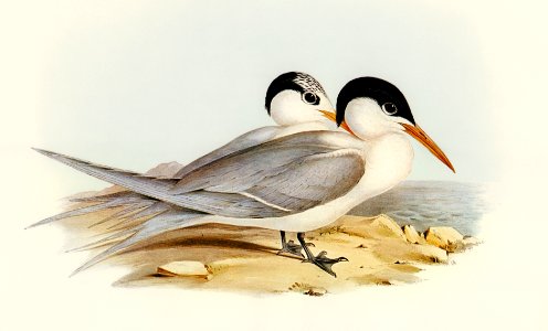 Torres' Tern (Thalasseus Torresii) illustrated by Elizabeth Gould (1804–1841) for John Gould’s (1804-1881) Birds of Australia (1972 Edition, 8 volumes). Digitally enhanced from our own facsimile book (1972 Edition, 8 volumes).