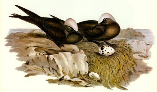Noddy Tern (Anous Stolidus) illustrated by Elizabeth Gould (1804–1841) for John Gould’s (1804-1881) Birds of Australia (1972 Edition, 8 volumes). Digitally enhanced from our own facsimile book (1972 Edition, 8 volumes).