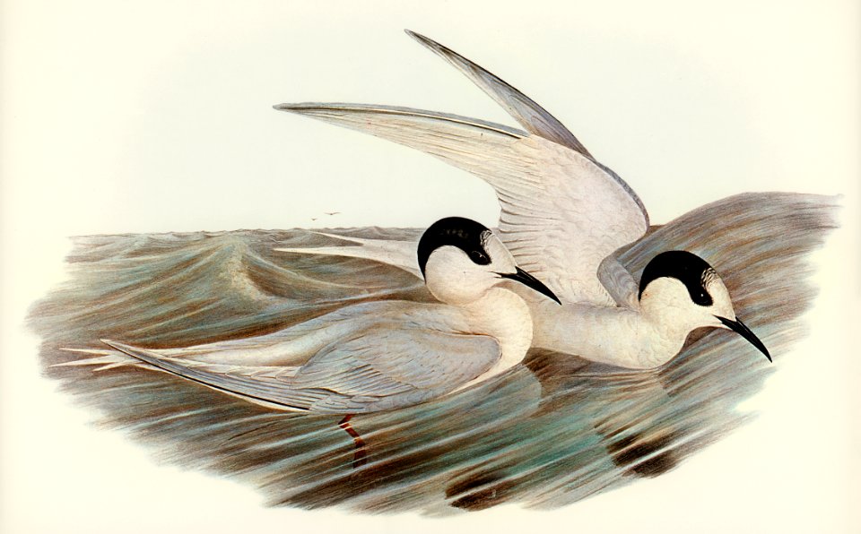Black-billed Tern (Sterna melanorhyncha) illustrated by Elizabeth Gould (1804–1841) for John Gould’s (1804-1881) Birds of Australia (1972 Edition, 8 volumes). Digitally enhanced from our own facsimile book (1972 Edition, 8 volumes).
