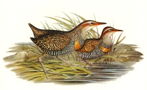 Pectoral Rail (Rallus pectoralis) illustrated by Elizabeth Gould (1804–1841) for John Gould’s (1804-1881) Birds of Australia (1972 Edition, 8 volumes). Digitally enhanced from our own facsimile book (1972 Edition, 8 volumes).