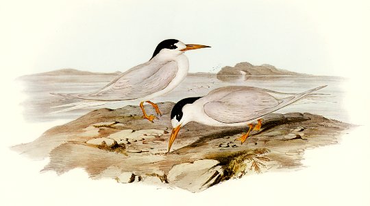 Australian Little Tern (Sternula Nereis) illustrated by Elizabeth Gould (1804–1841) for John Gould’s (1804-1881) Birds of Australia (1972 Edition, 8 volumes). Digitally enhanced from our own facsimile book (1972 Edition, 8 volumes).