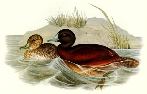 Blue-billed Duck (Erismatura Australis) illustrated by Elizabeth Gould (1804–1841) for John Gould’s (1804-1881) Birds of Australia (1972 Edition, 8 volumes). Digitally enhanced from our own facsimile book (1972 Edition, 8 volumes).