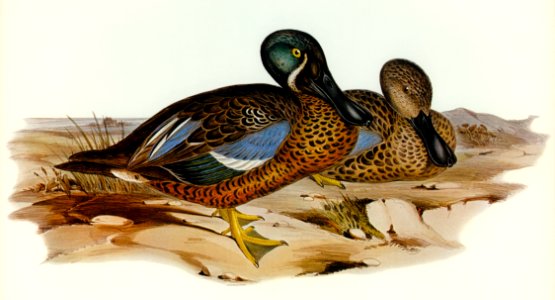 Australian Shoveller (Spatula Rhynchotis) illustrated by Elizabeth Gould (1804–1841) for John Gould’s (1804-1881) Birds of Australia (1972 Edition, 8 volumes). Digitally enhanced from our own facsimile book (1972 Edition, 8 volumes).
